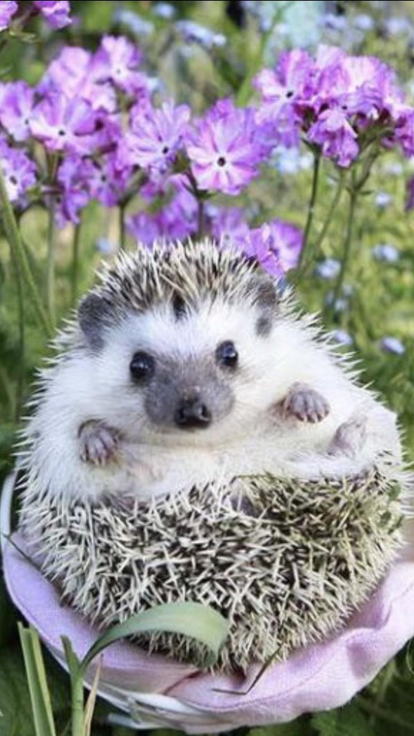 милые ёжики