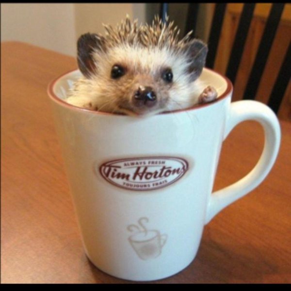 ежик в чашке