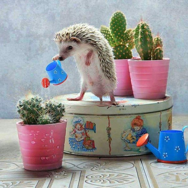 ежики маленькие