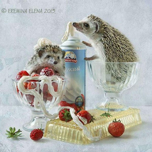 ёжики елена ерёмина