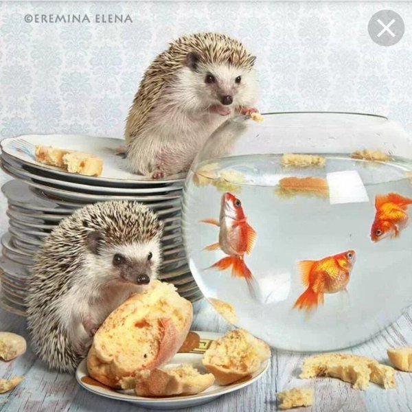 ёжики елена ерёмина