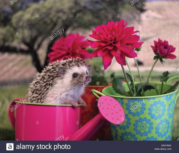 красивые ежики