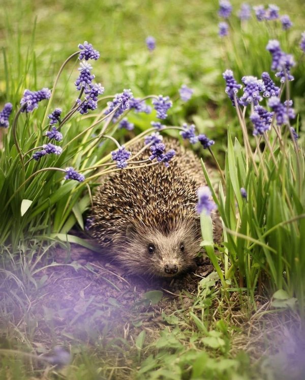 ежики в лесу