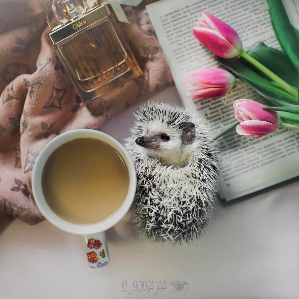 ежик пьет чай