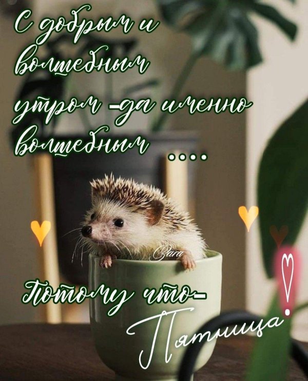 доброе утро с ежиками