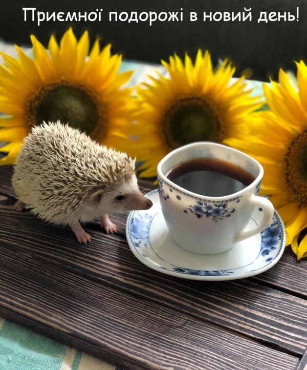 доброе утро еж