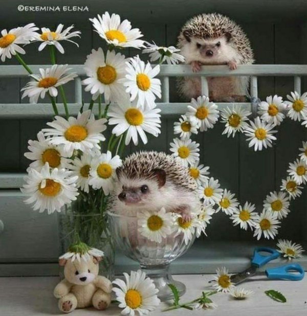 милые ежики