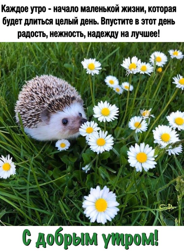 красивые ежики