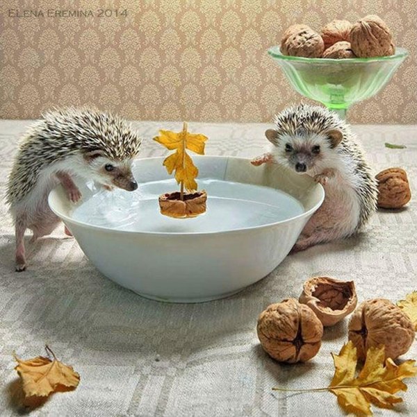 ёжики елена ерёмина