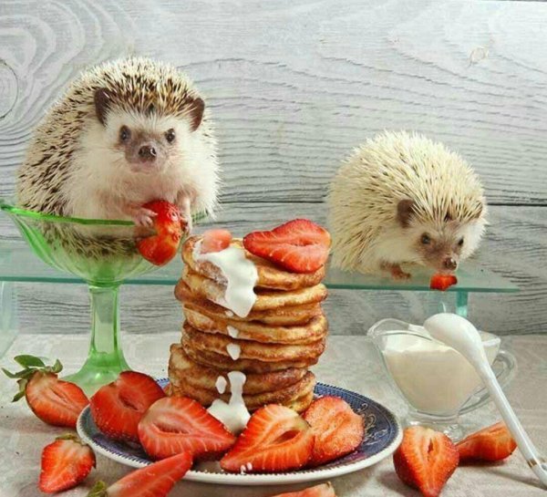 доброе утро ёжики смешные