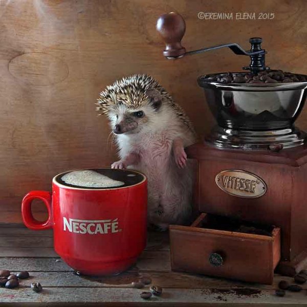 елена еремина ежики кофе