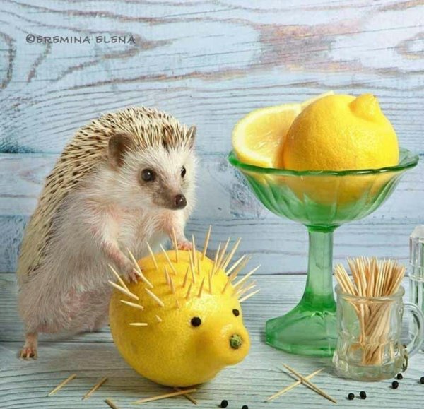 еремина елена тайная жизнь ежиков