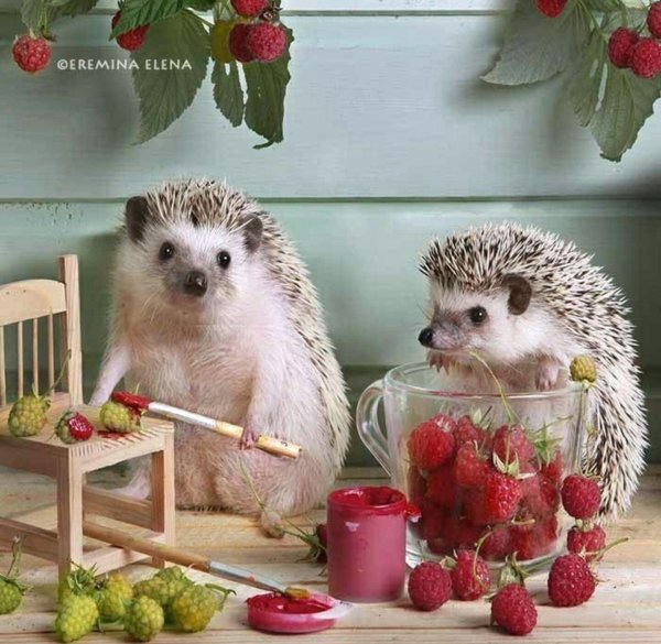 ёжики елены ерёминой