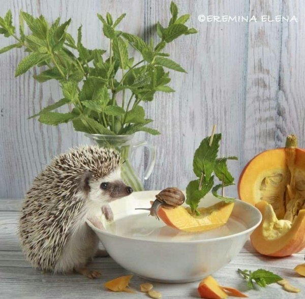 ёжики елены ерёминой