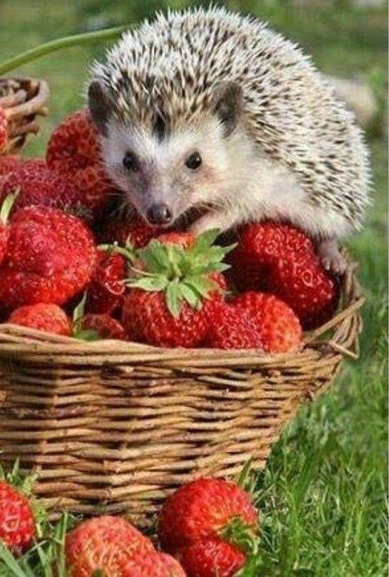 летние животные