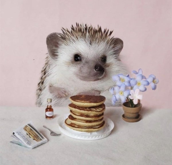 елена еремина ежики 2018