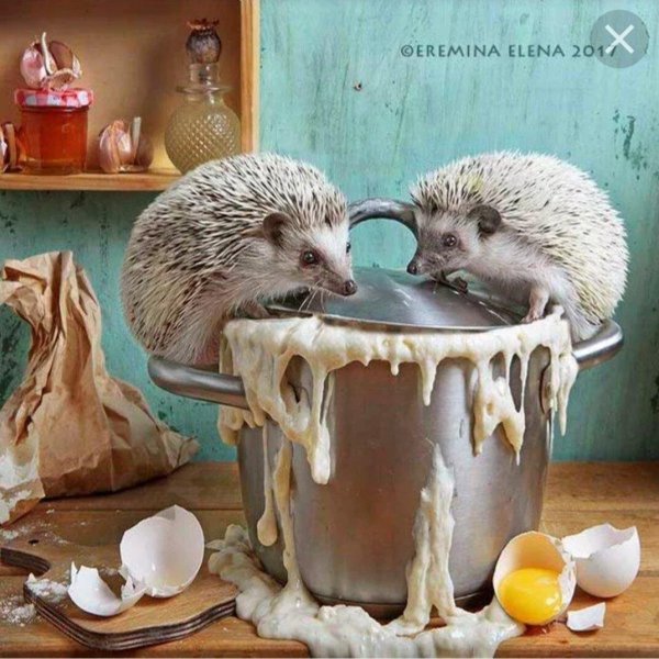 еремина елена тайная жизнь ежиков