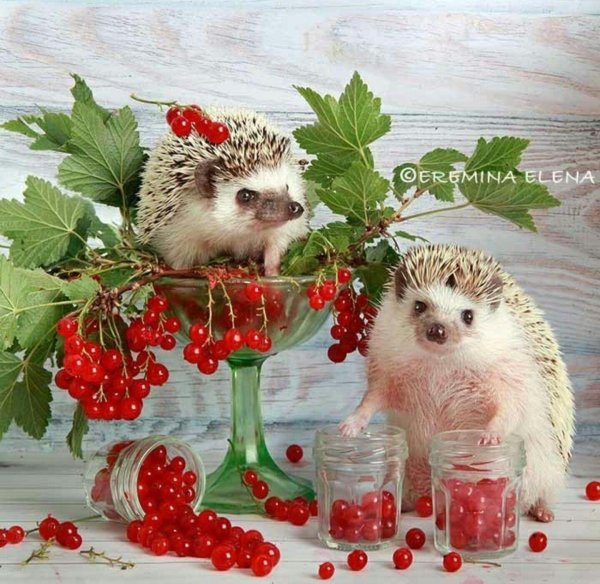 ёжики елены ерёминой