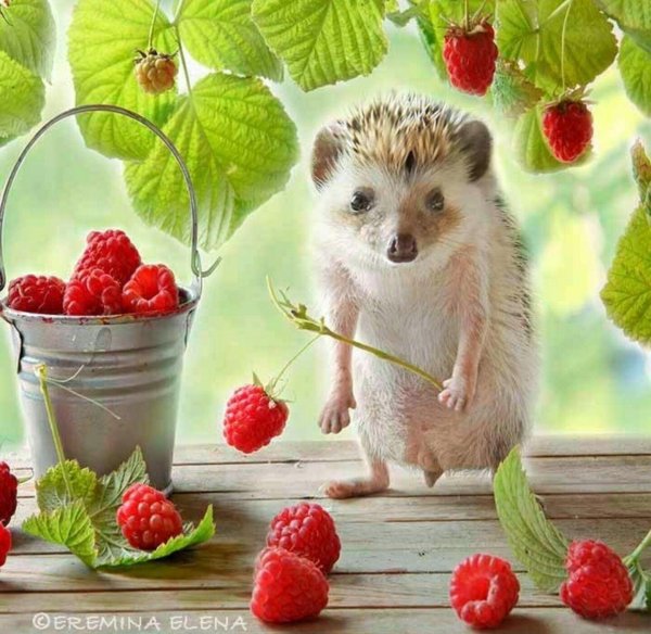 еремина елена тайная жизнь ежиков