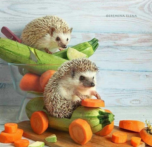 елена еремина ежиные истории