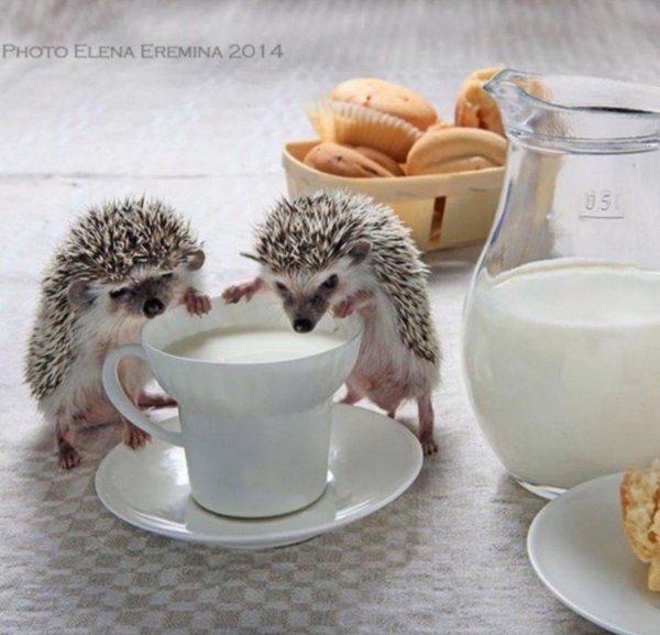 ежик пьет молоко