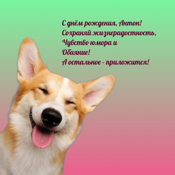 корги улыбака