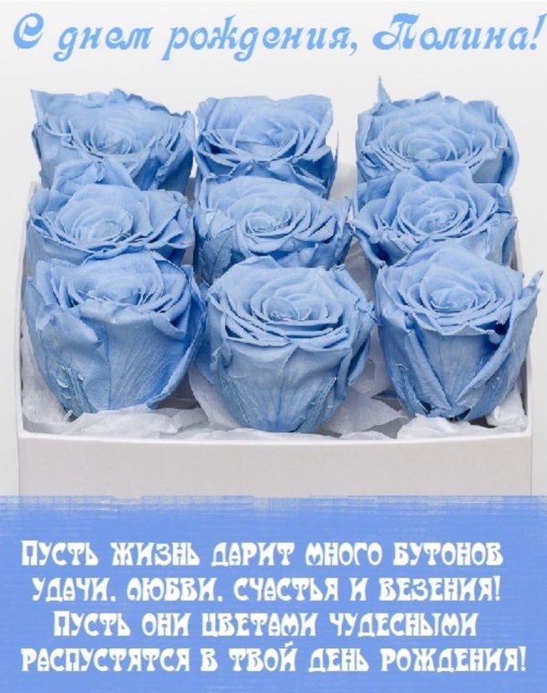 роза голубая