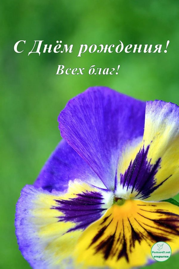 фиалка виттрока