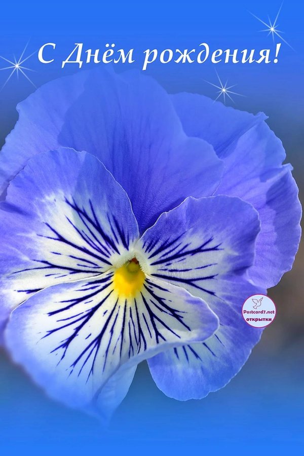 анютины глазки