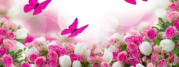 розовые цветы