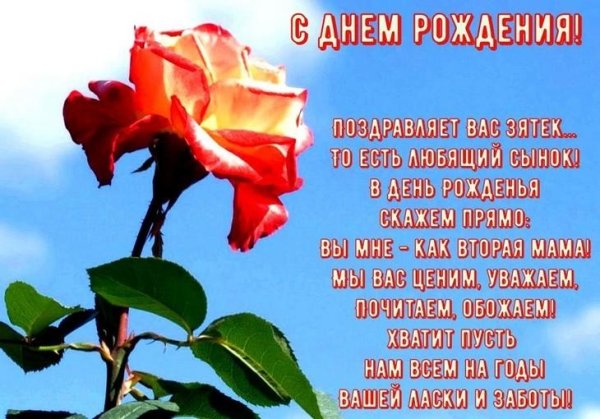 цветок роза