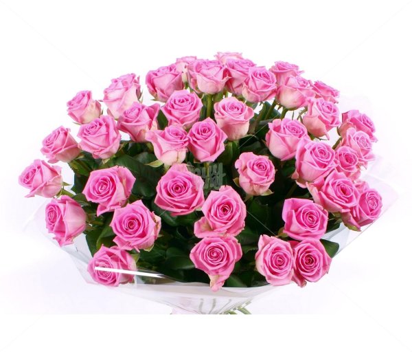 розовые розы