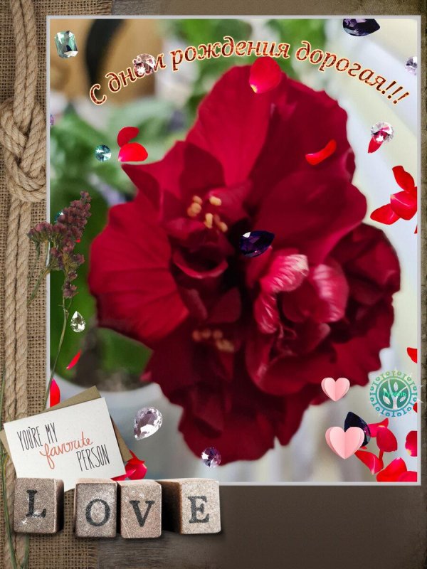 гибискус rosa sinensis