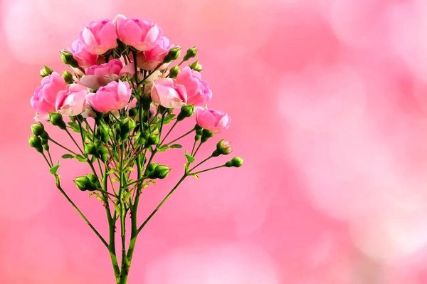 цветочные фоны