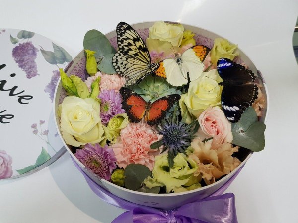 бабочки в коробке