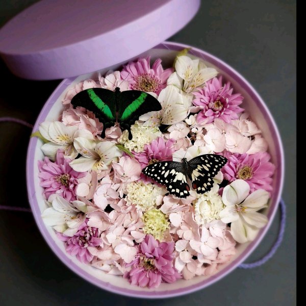 коробочка с живыми бабочками