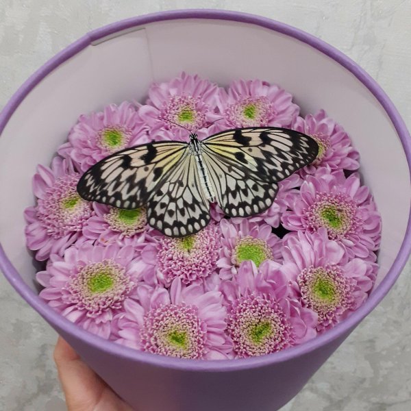 бабочки idea leuconoe идея левконоя