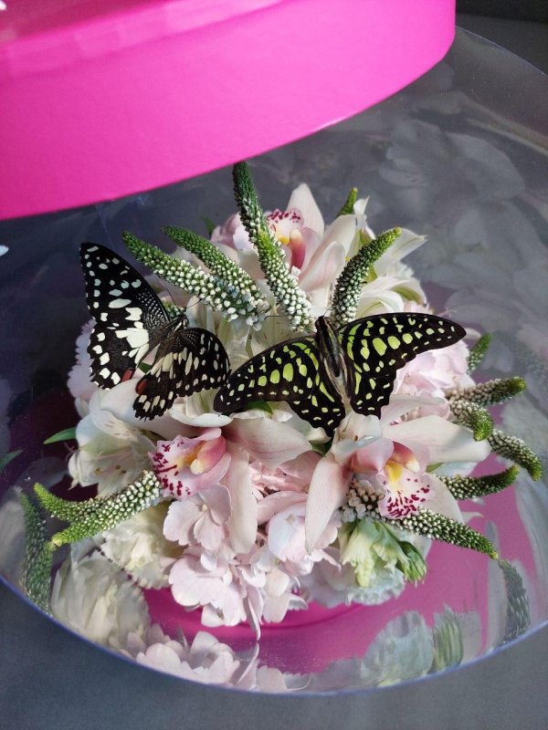 живые бабочки