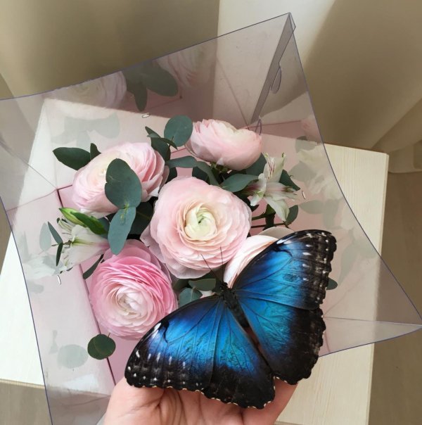 живые бабочки