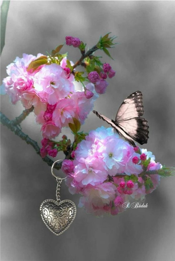 бабочки цветочки