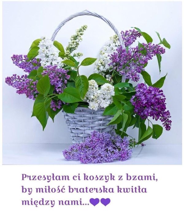 черёмуха сирень