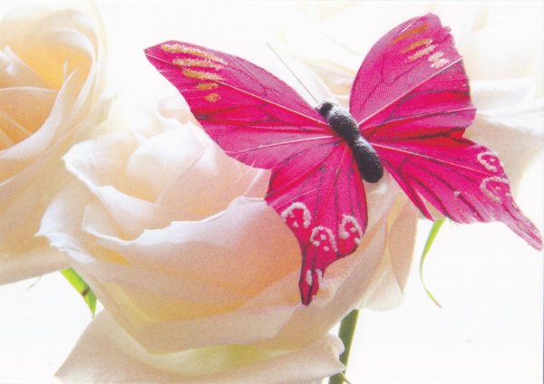 розовая бабочка