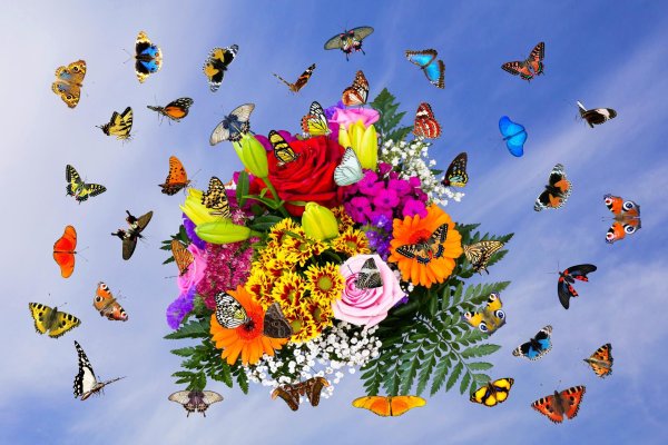 красивые цветы и бабочки