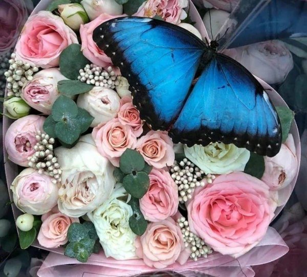 живые бабочки