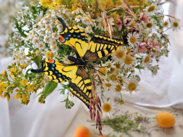 бабочка махаон