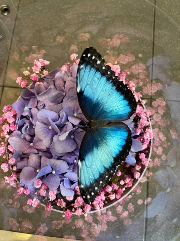 живые бабочки