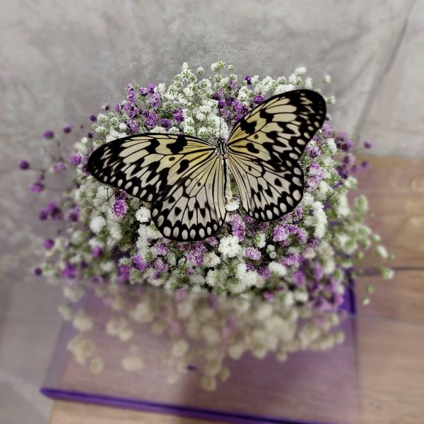 бабочка идея левконоя