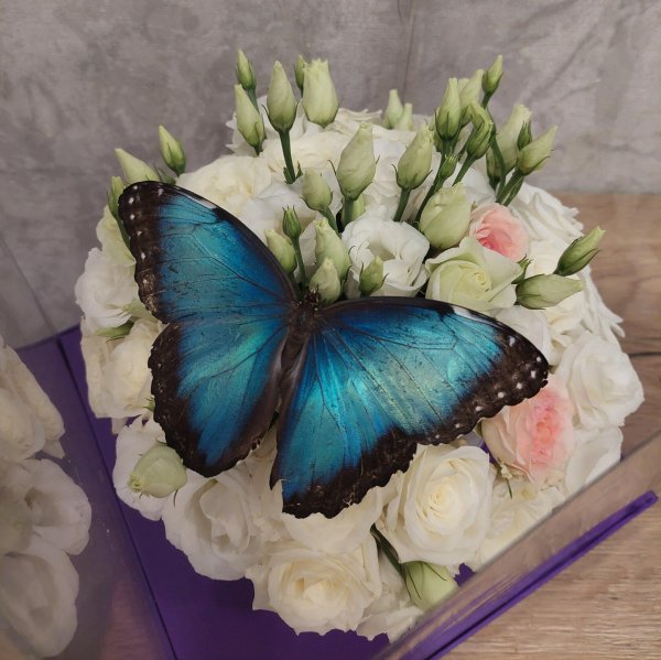 живые бабочки