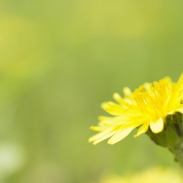 одуванчик желтый