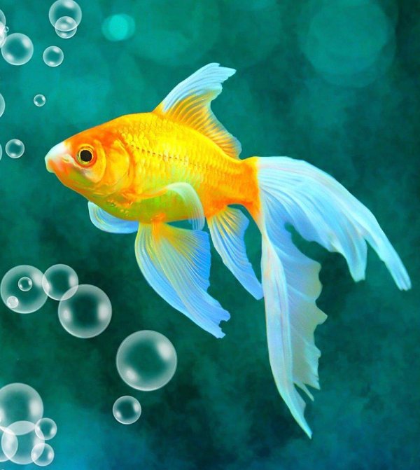 плавающие рыбки